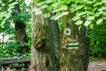 Novi Sad, Serbia - May 31. 2020: Painted markings on the trees of the forest of Fruska Gora