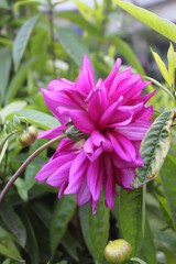 pink and purple flower