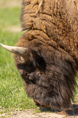 Portrait of a bison in a green meadow in Sweden national park