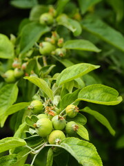 Stages of apple fruit development, small apples growing on a tree in spring.