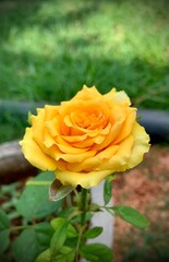 yellow rose on green background