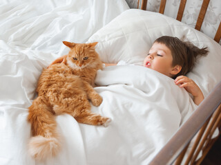 Toddler lies in bed with cute ginger cat. Little boy under white blanket with fluffy pet. Child's friendship with domestic cat. Cozy home at morning. © Konstantin Aksenov