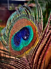 peacock feather close up