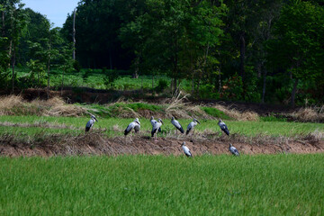 Obraz na płótnie Canvas A flock of birds in the field 