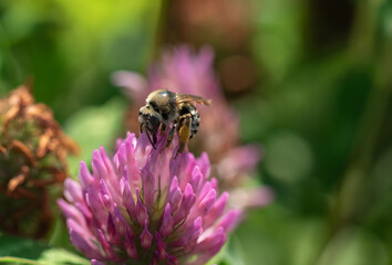 アカツメクサ（ムラサキツメクサとも呼びます）と蜜蜂