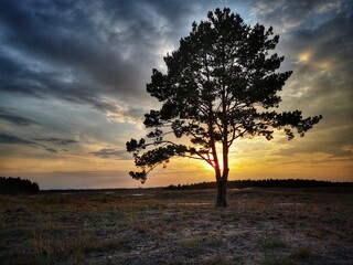 samotne drzewo na pustyni błędowskiej o zachodzie słońca