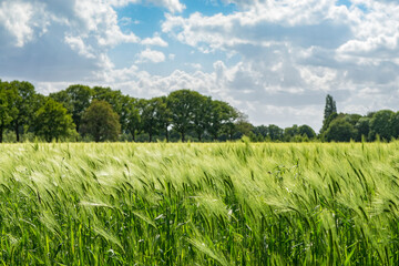 Dutch wheatfield with trees in springtime