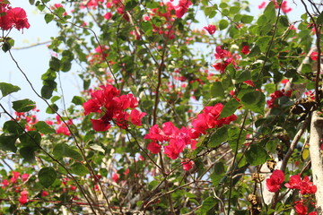 red flowers in the garden