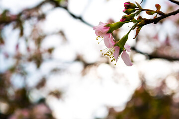 Beautiful Spring Cherry blossoms over blue sky. pink flowers. Blossoming cherry trees at Shillong Golf Course,

