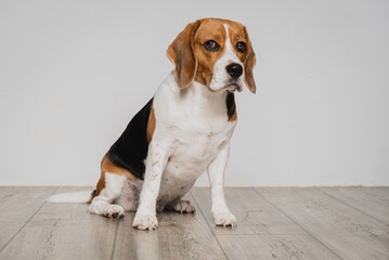 Beagle dog sitting on a wooden floor against white wall expressive eyes, nose