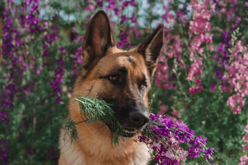 German Shepherd with a bouquet of flowers in its mouth