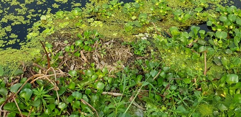 grass in the forest