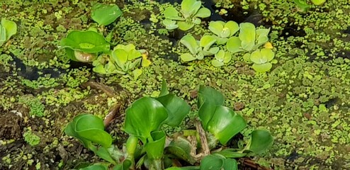 Green water lily in the lack