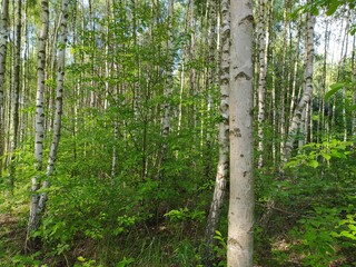 birch forest