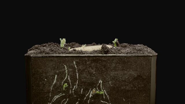 Time-lapse of growing potato vegetable leaves and roots 4b4 in 4K PNG+ format with ALPHA transparency channel isolated on black background
