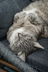 A grey cat sleeps