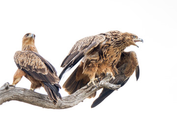 Naklejka na ściany i meble Tawny eagle showing aggression to tourists in Kruger Park