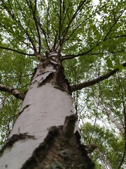 trunk and branches of Pine tree