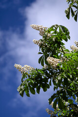 Beautiful flowering chestnut branches against the blue sky vertical orientation