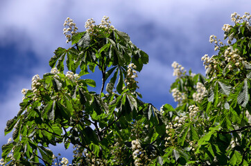 White horse chestnut blossoms in green foliage against the sky