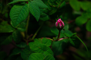 Pink rose flower bud with green leaves on black background with selective focus. Dark moody spring summer backdrop. Low key colors, nature banner copy space. Rosy bush in the garden greeting card.