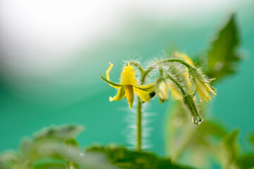 Tomato flower
