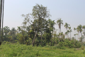 pine trees in the field