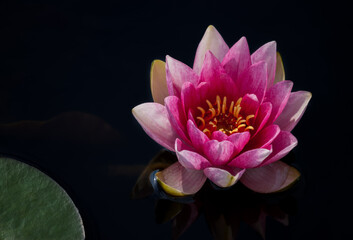 Picture of beautifull Waterlily - pink