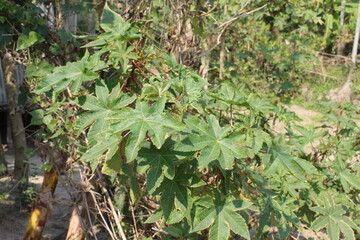 green leaves on the ground