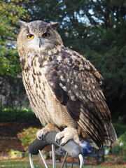 A wise Eagle Owl staring intently