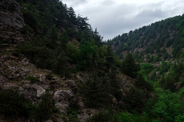 Fototapeta na wymiar Beautiful mountain forest during the spring rain.