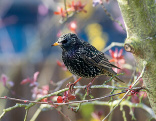 Closeup of a common starling