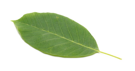 Green walnut leaf isolated on white background