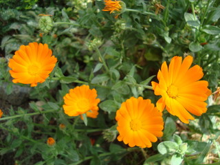 orange marigold flower