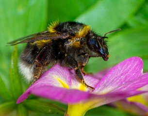 Macro of aNorthern white-tailed bumblebee
