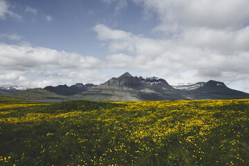 Champ de fleurs jaunes, Islande