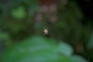 spider on web