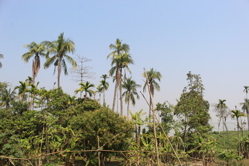 Fototapeta premium palm trees on the beach