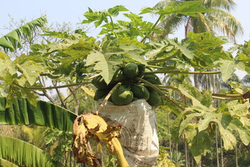 banana plantation in thailand