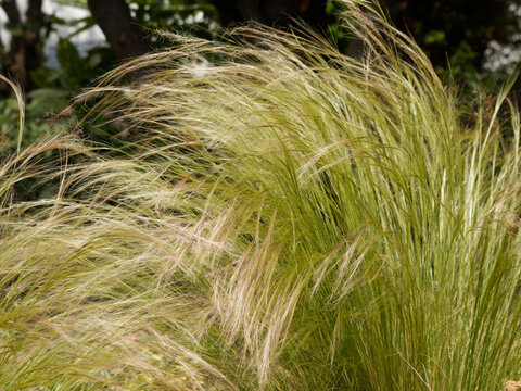 (Nassella tenuissima) Mexican feathergrass or finestem needlegrass with fine-textured bright green and yellow foliage in garden