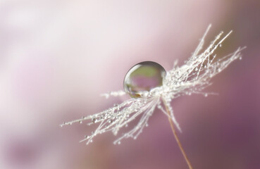 Dandelion seed with water drop or dew macro bautiful artistic background