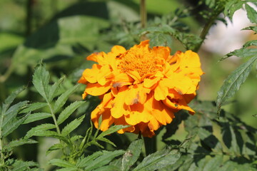 orange flowers in the garden