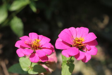 Obraz premium bee on pink flower