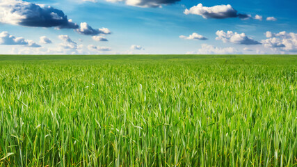 Green wheat field and blue sky with clouds