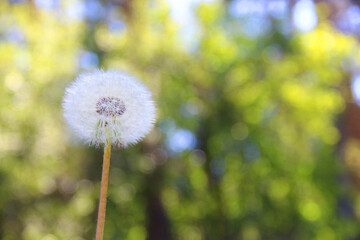 Dandelion flowers, dandelion seeds in a meadow