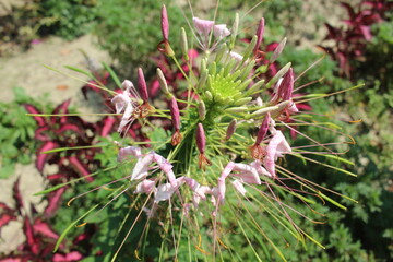 red and yellow flowers