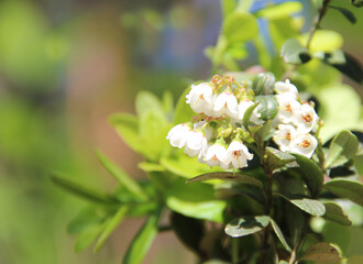 Lingonberry bush with flowers and new leaves. lingonberry leaf