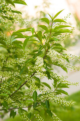 Obraz premium Blossoming branch of a tree