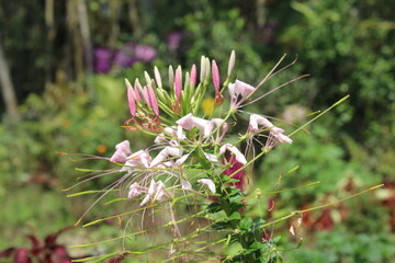 pink flowers in the garden
