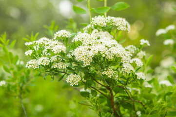 Blossoming branch of a tree